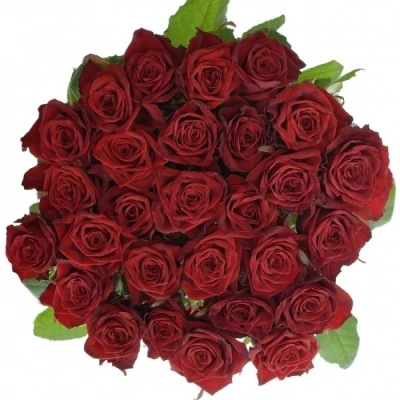 Rudá růže TESTAROSSA 80cm