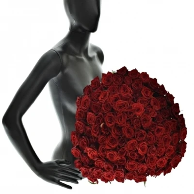 Rudá růže TESTAROSSA 80cm