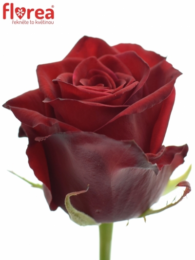 Rudá růže TESTAROSSA 80cm (L)