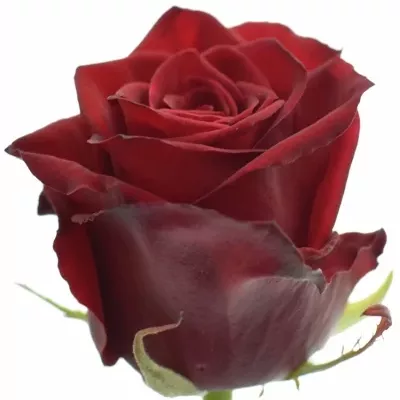Rudá růže TESTAROSSA 