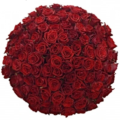 Rudá růže TESTAROSSA 80cm