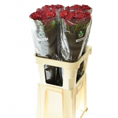 Rudá růže TESTAROSSA 80cm