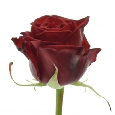 Rudá růže TESTAROSSA 80cm