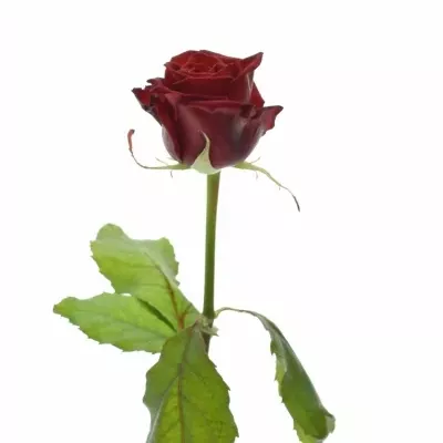 Rudá růže TESTAROSSA
