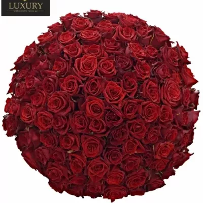 Luxusná kytica 100 červených ruží Testarossa