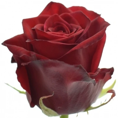 Rudá růže TESTAROSSA 80cm (XL)