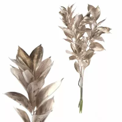 RUSKUS IZRAEL CHAMPAGNE 50cm