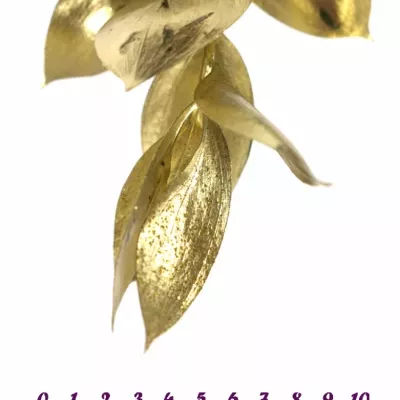 RUSKUS IZRAEL GOLD + GLITTERS