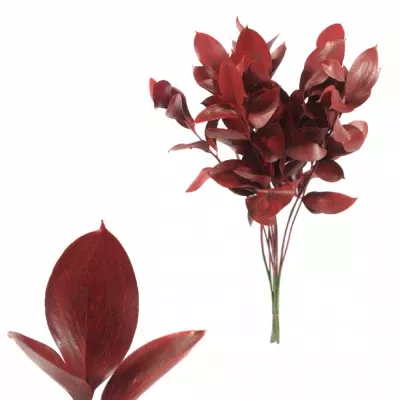 RUSKUS IZRAEL RED 60cm