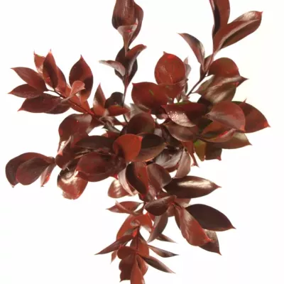 RUSKUS IZRAEL RED +GLITTERS