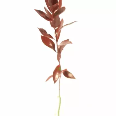 RUSKUS IZRAEL RED +GLITTERS