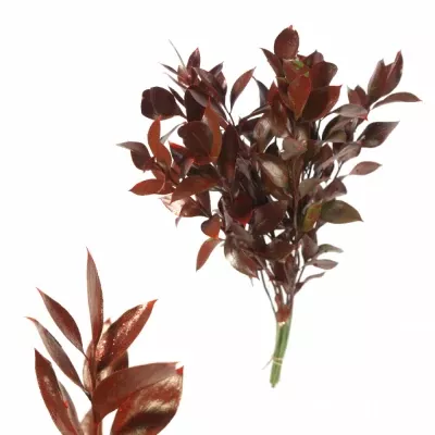 RUSKUS IZRAEL RED +GLITTERS 50cm