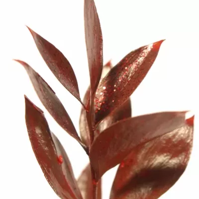 RUSKUS IZRAEL RED +GLITTERS