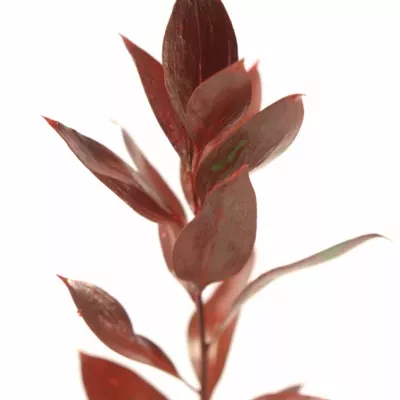 RUSKUS IZRAEL RED +GLITTERS