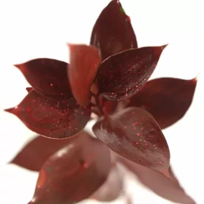 RUSKUS IZRAEL RED +GLITTERS