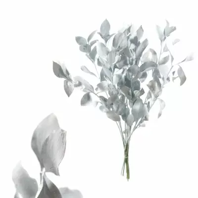 RUSKUS IZRAEL WHITE 50cm