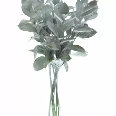 RUSKUS IZRAEL WHITE +GLITTERS 50cm