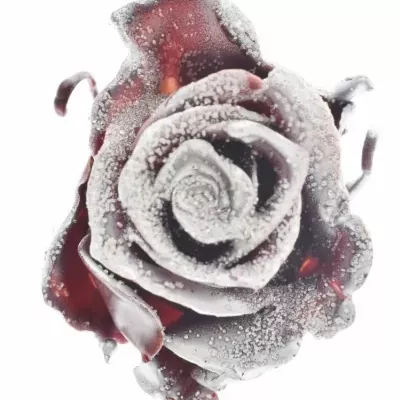 Růže  CUPCAKE CHRISTMAS 02