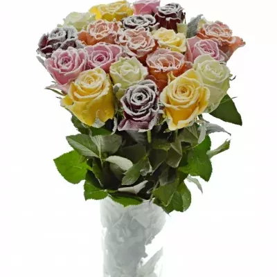 Růže  MIX FROST 50cm (M)