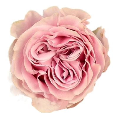 Růže ADDICTED 2 LOVE 40 cm (XL)