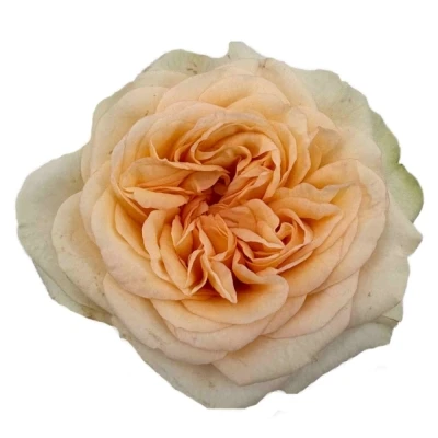 Růže AMBERLEY PARK!