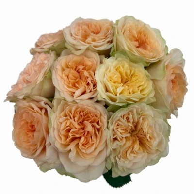 Růže AMBERLEY PARK!