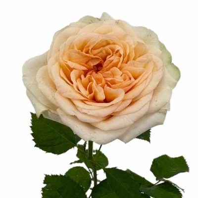 Růže AMBERLEY PARK!