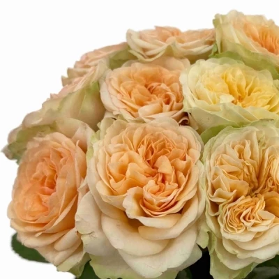 Růže AMBERLEY PARK!