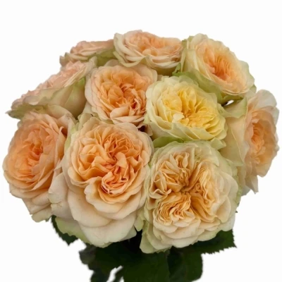 Růže AMBERLEY PARK!