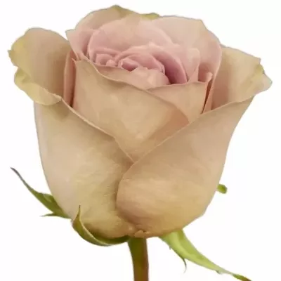 Růže AMNESIA 60cm (M)