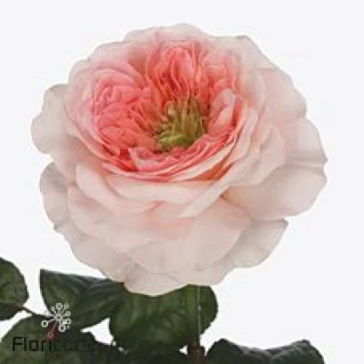 Růže ANNESLEY! 40 cm (XXL)