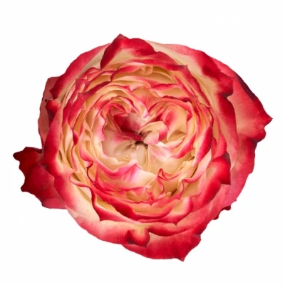 Růže APPLE JACK 70cm (L)