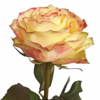 Růže APPLE PARK! 60cm (XL)