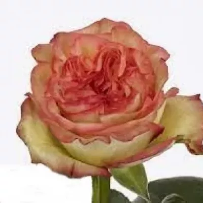 Růže ARUBA SUMMERHOUSE 70cm (XL)