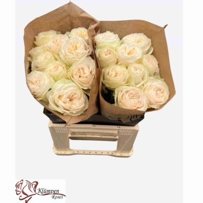 Růže ASHA ROSE