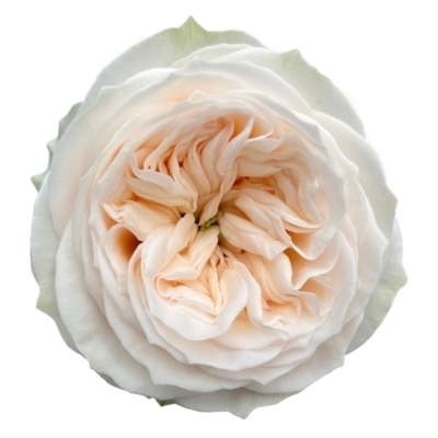 Růže ASHA ROSE 40 cm (XL)