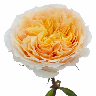 Čajová růže AUSTIN BEATRICE 45cm (XL)