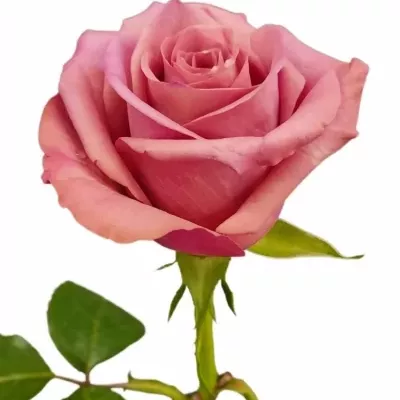 Růže BARISTA 60cm (M)