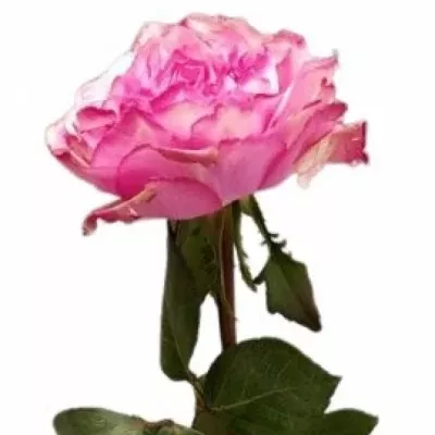 Růže BELLISSIMA SUMMERHOUSE 50cm (XL)