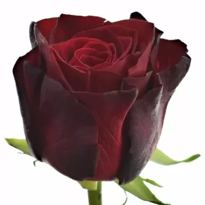 Růže BLACK GOLD 50cm (L)