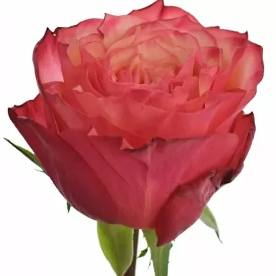Růže BOGART-BB 70cm (XL)
