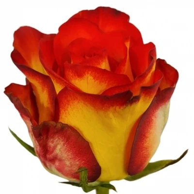 Růže BOGORIA+ 70 cm (XXL)