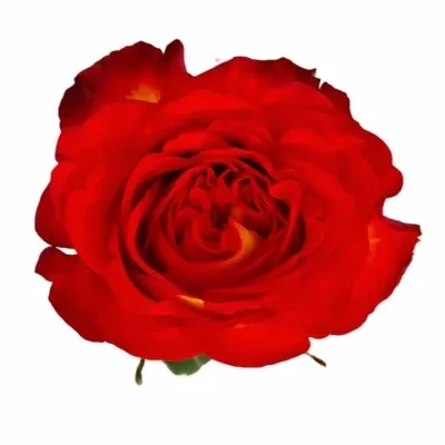 Růže BOGORIA