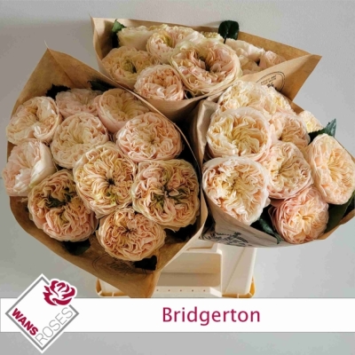 Růže BRIDGERTON 40 cm (XL)
