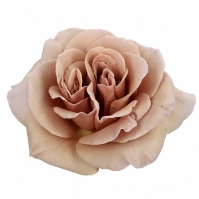 Růžová růže CAFE LATTE 60cm (XL)