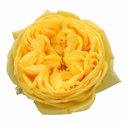 Žlutá růže CATALINA 70cm (XXL)
