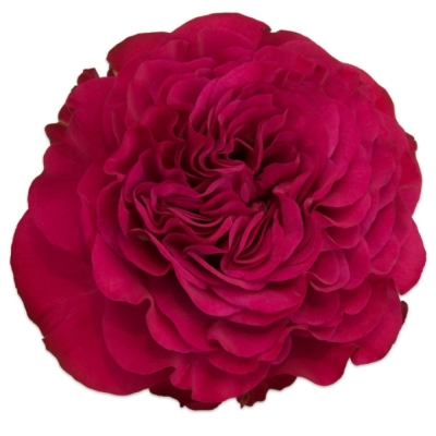 Růže CHERRY VELVET 60 cm (XL)
