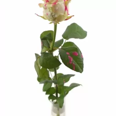 Růže CHOCOLAT ROSEBERRY LOVE