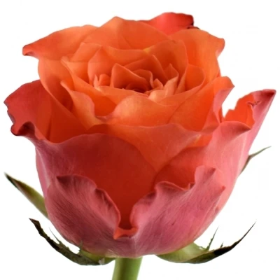 Růže COMANCHE 50cm (M)