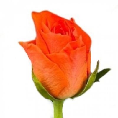 Růže COMANCHE 50cm (M)